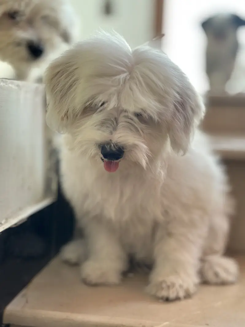 Shihtzu for sale/ dogs for sale — photo 2