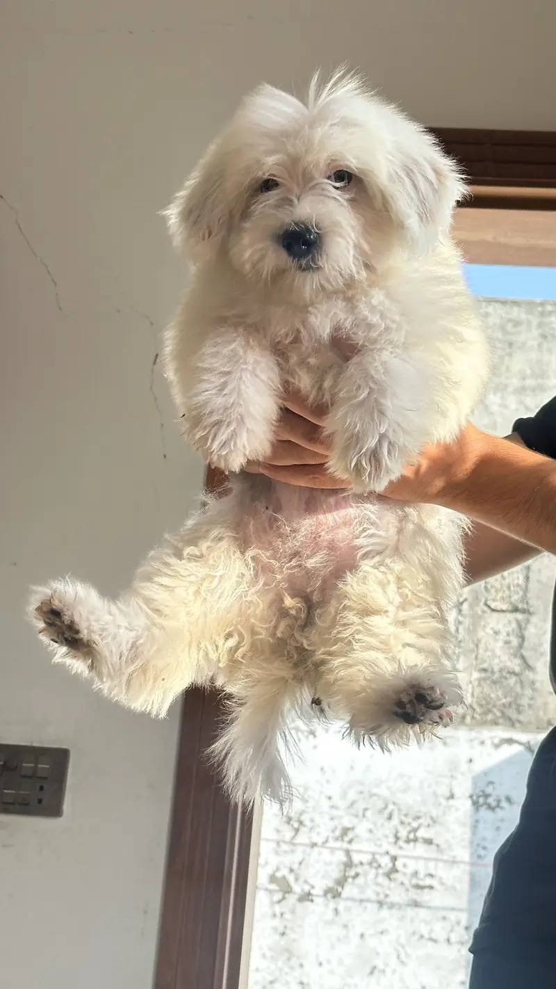 Shihtzu for sale/ dogs for sale — photo 3