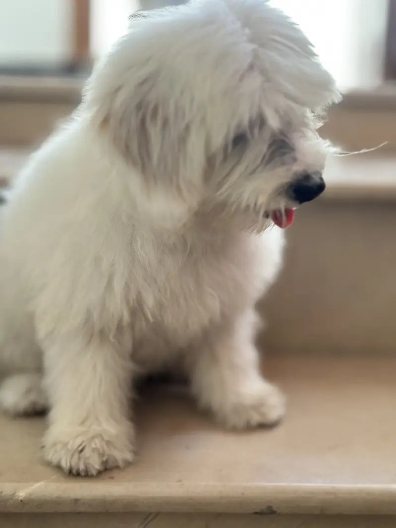 Shihtzu for sale/ dogs for sale — photo 4