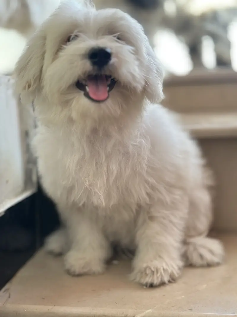 Shihtzu for sale/ dogs for sale — photo 5