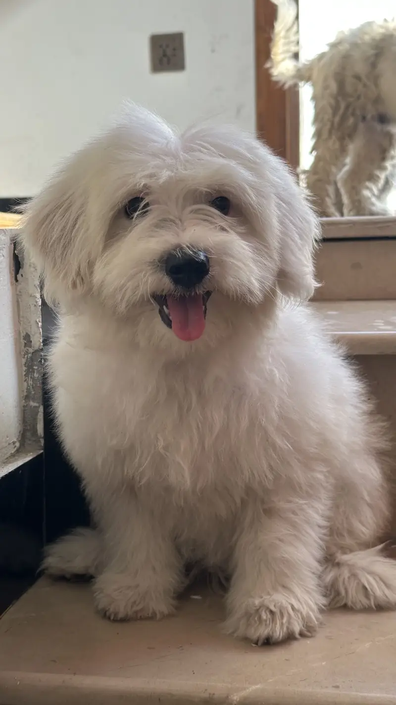 Shihtzu for sale/ dogs for sale — photo 6