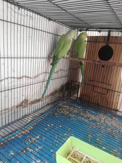 Green Ringneck Pair Available for Sale