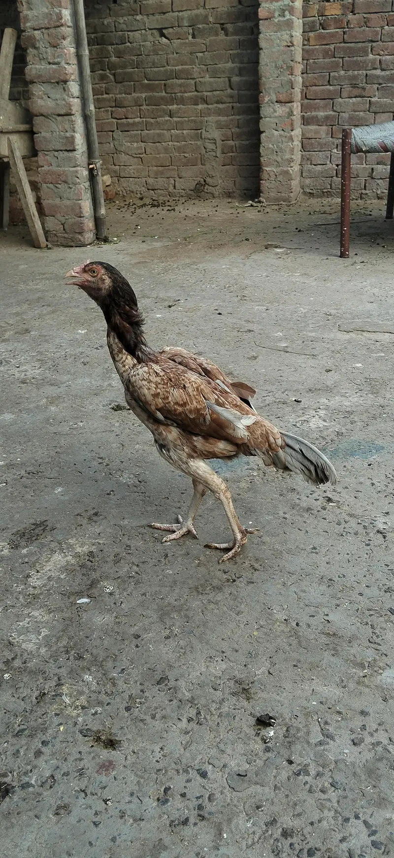 For sall contact number 03238053661 — photo 2
