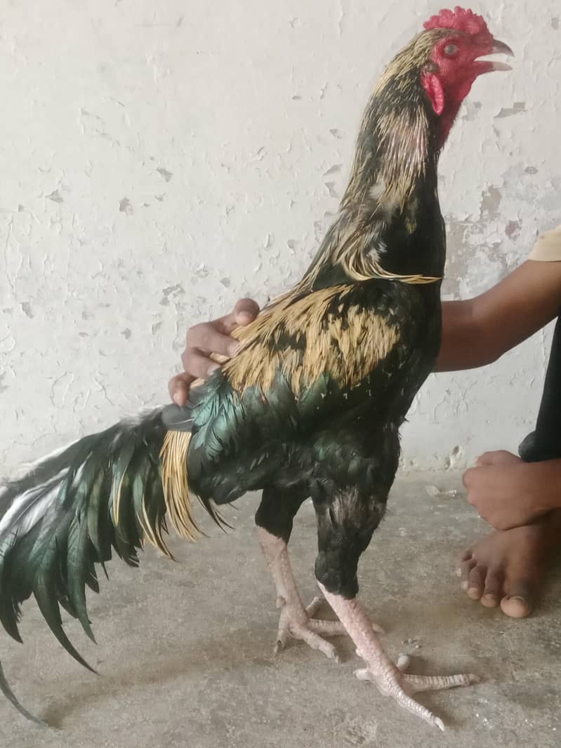 aseel java breed 0