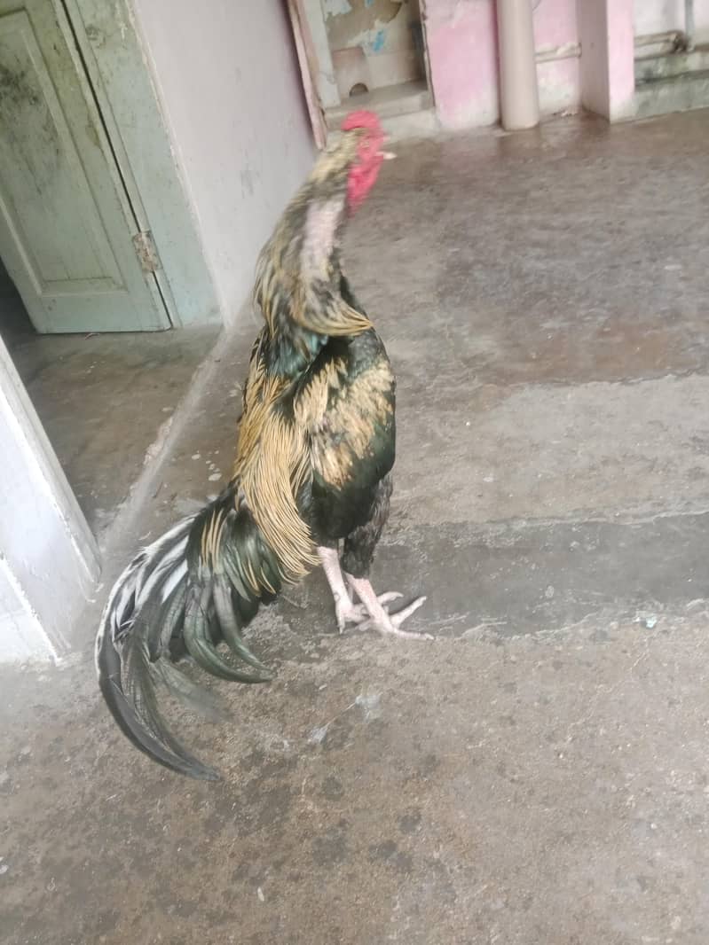 aseel java breed 1