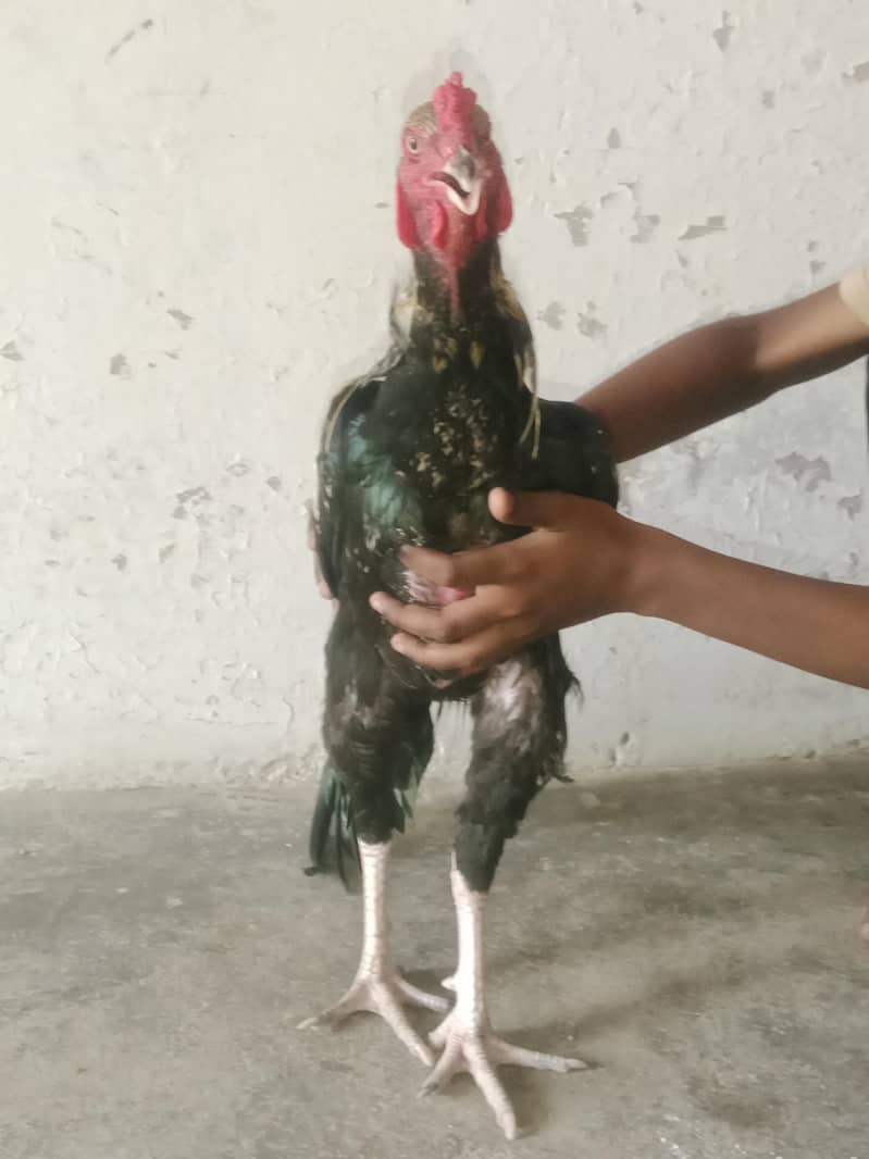 aseel java breed 2