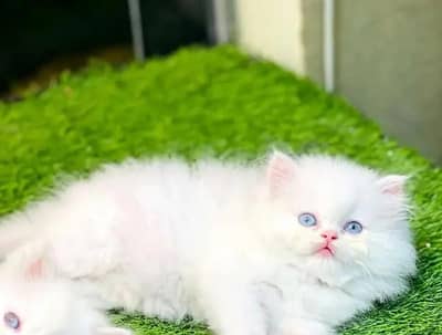 Persian Cat Triple Coat Punch Face - Healthy & Active`