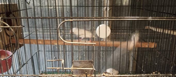 Finches and java breeder pair available