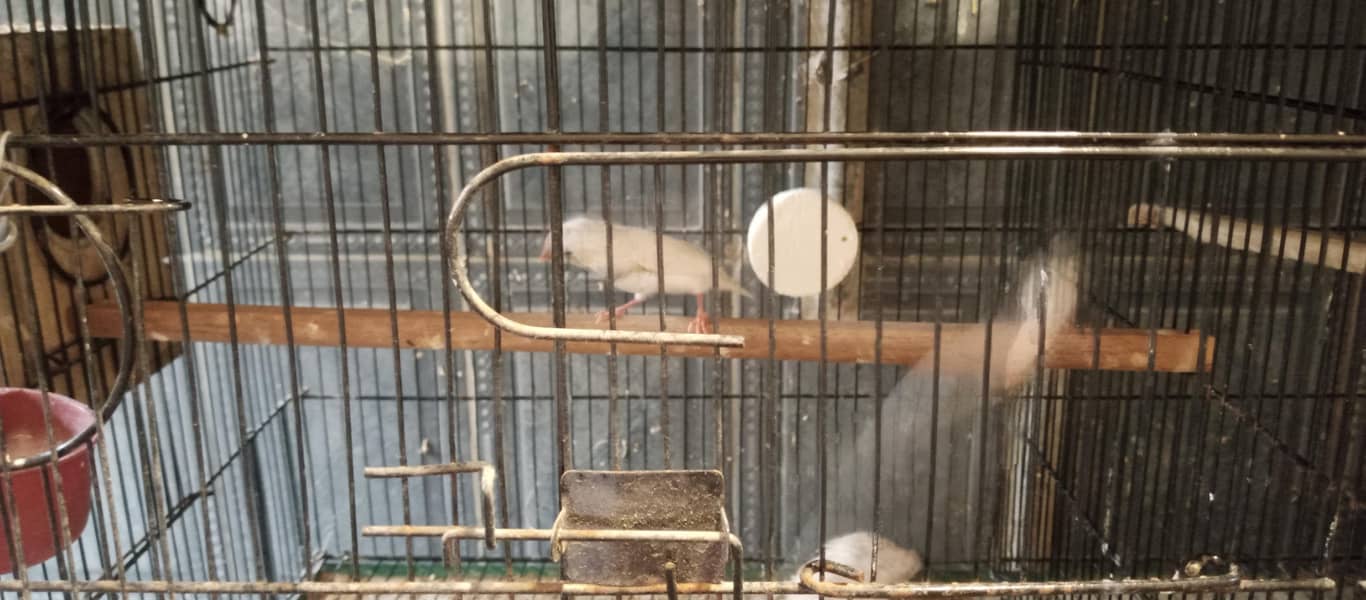 Finches and java breeder pair available 0