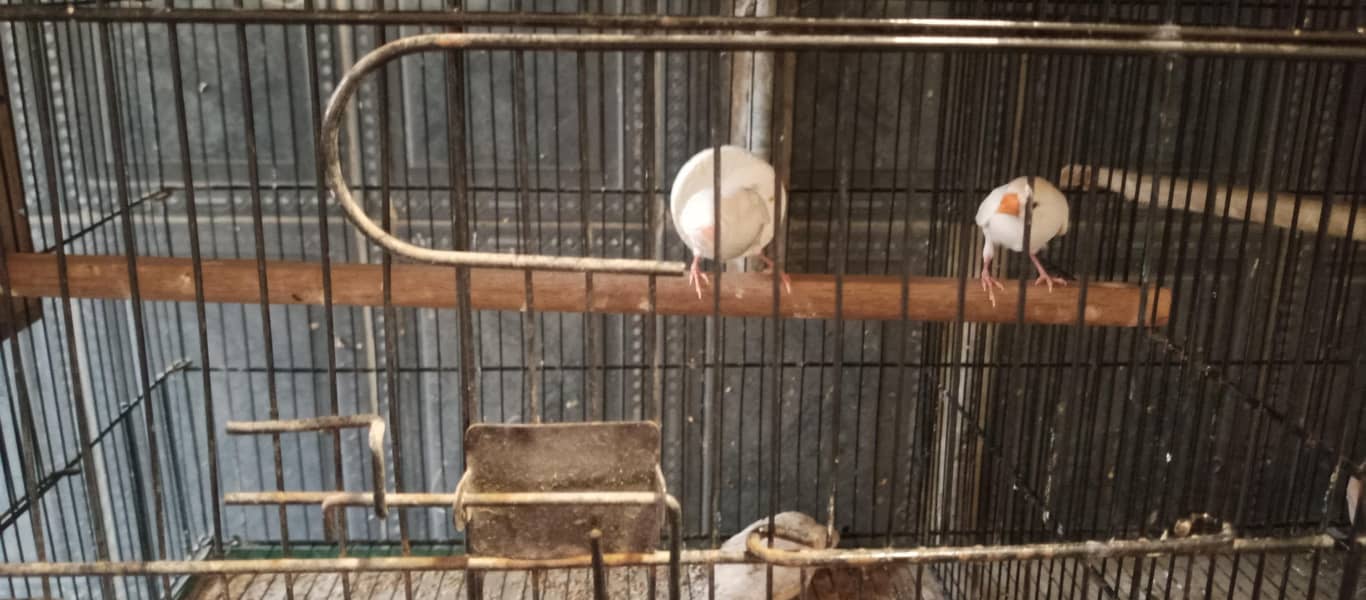 Finches and java breeder pair available 1