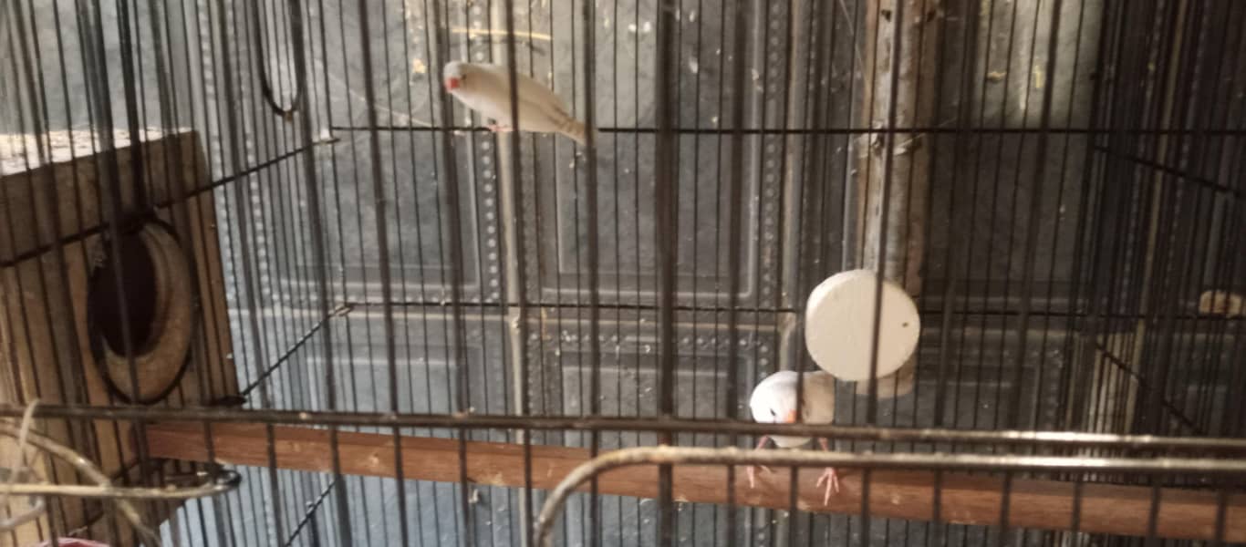 Finches and java breeder pair available 2