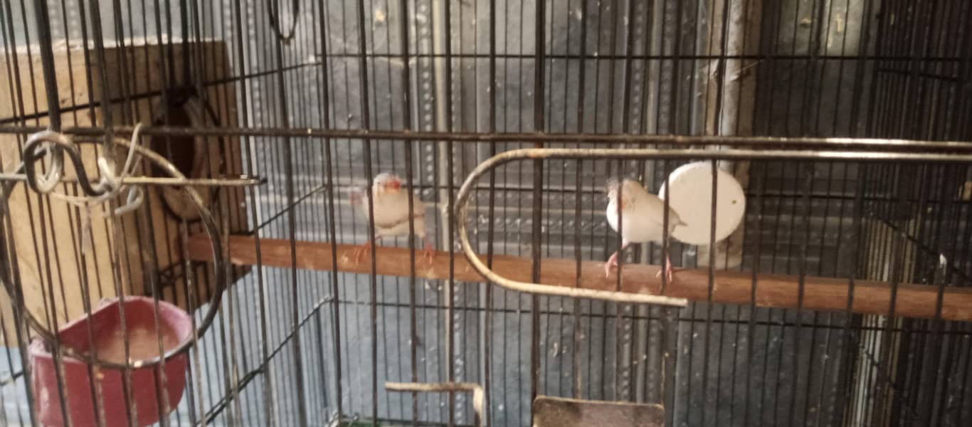 Finches and java breeder pair available 3