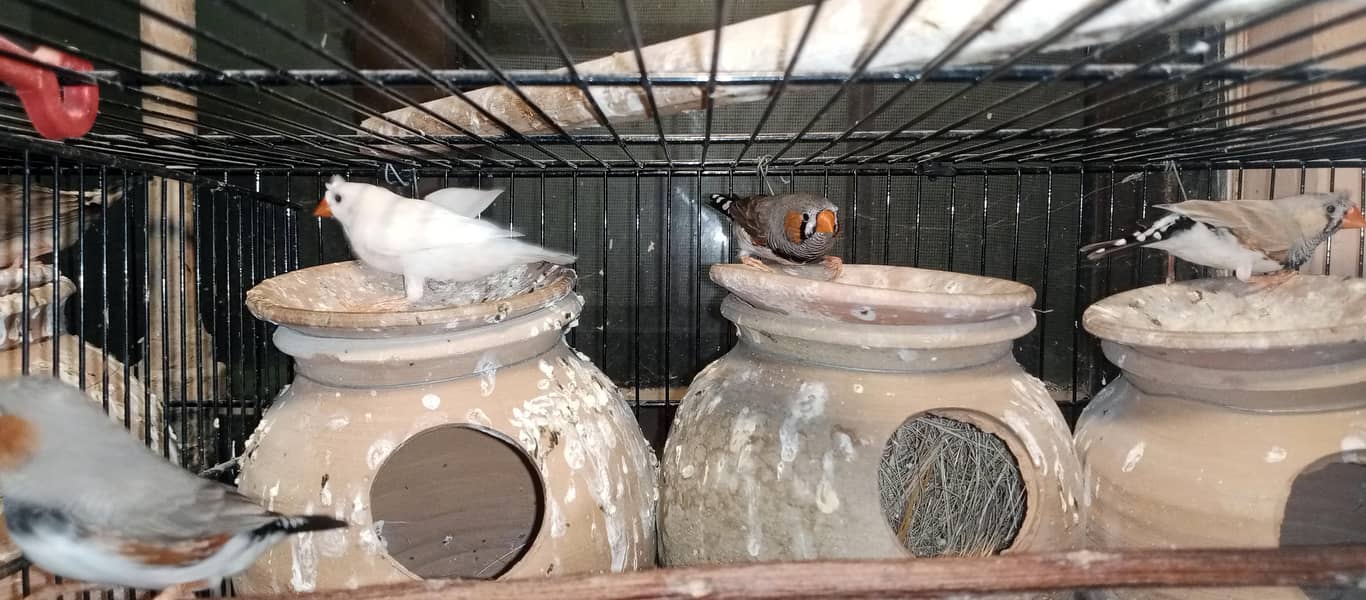 Finches and java breeder pair available 4