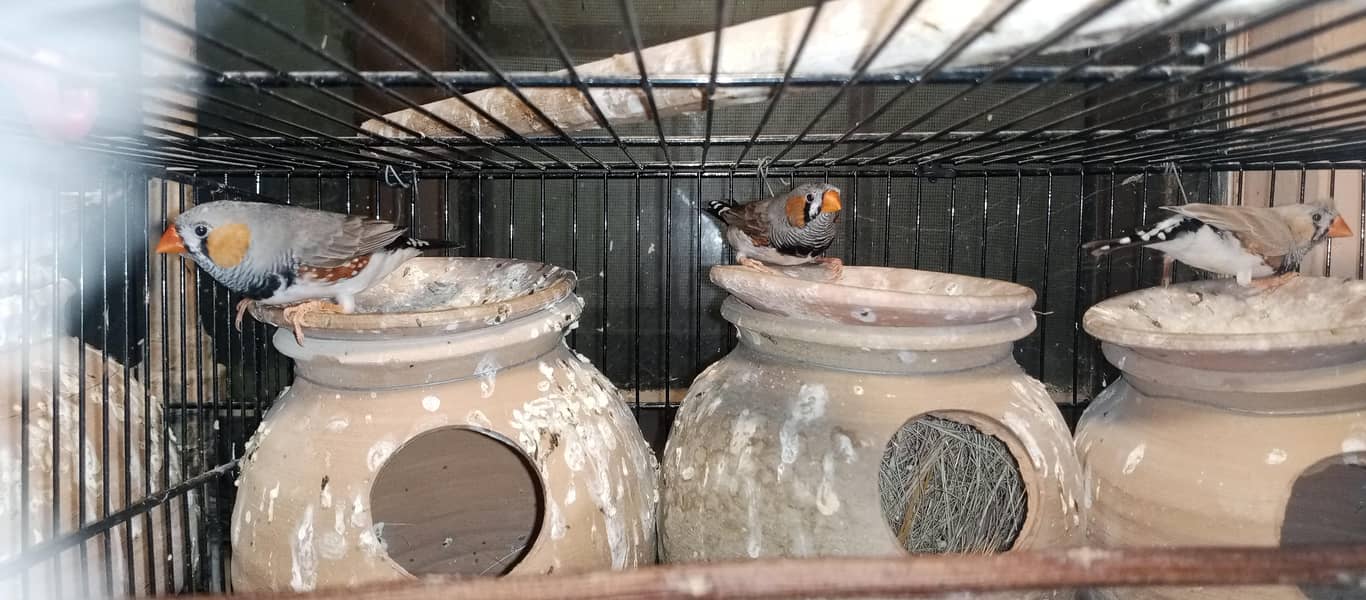 Finches and java breeder pair available 5