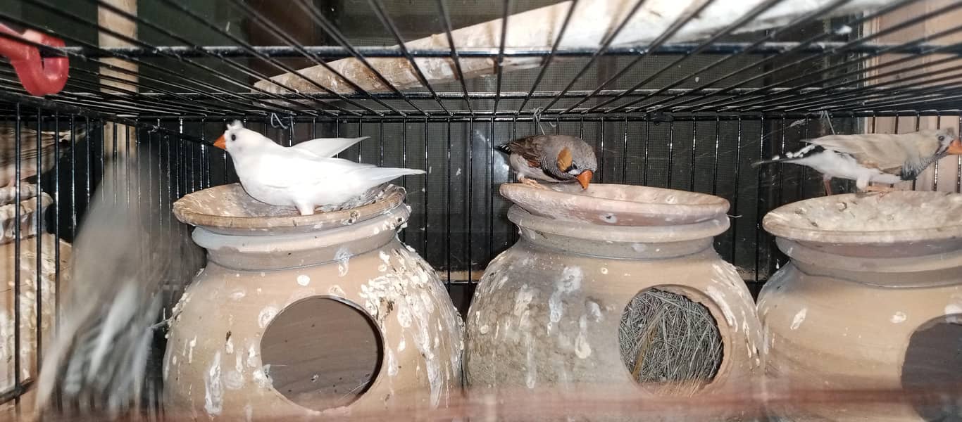 Finches and java breeder pair available 6