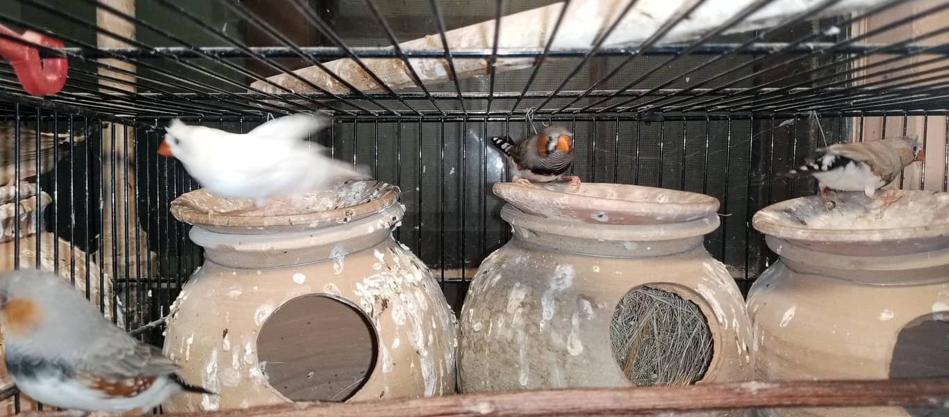 Finches and java breeder pair available 7
