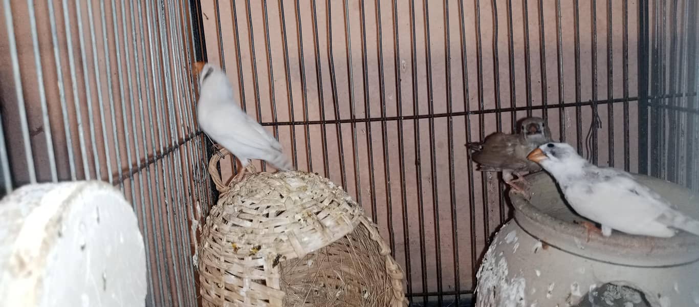Finches and java breeder pair available 8