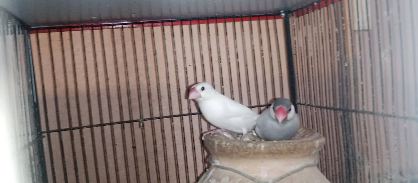 Finches and java breeder pair available 9