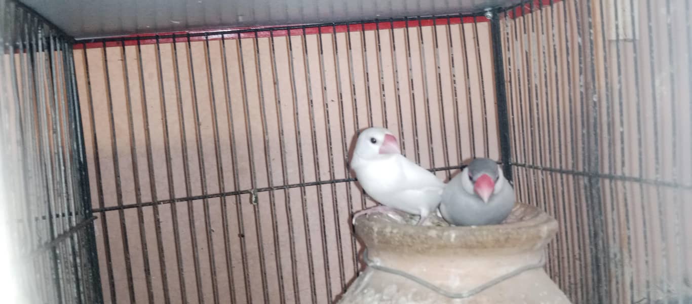 Finches and java breeder pair available 10