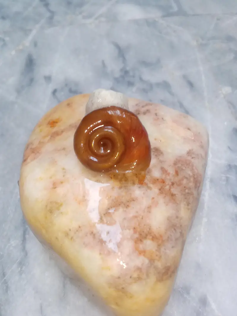 Ramshorn aquarium snail — photo 2