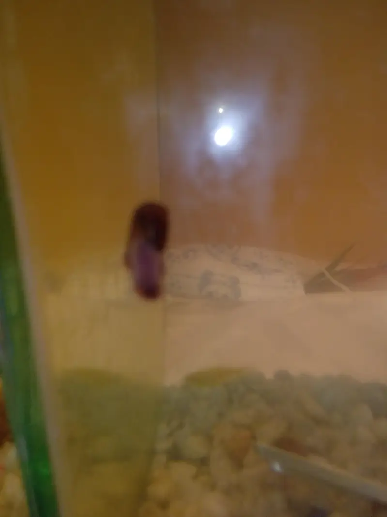 Ramshorn aquarium snail — photo 3