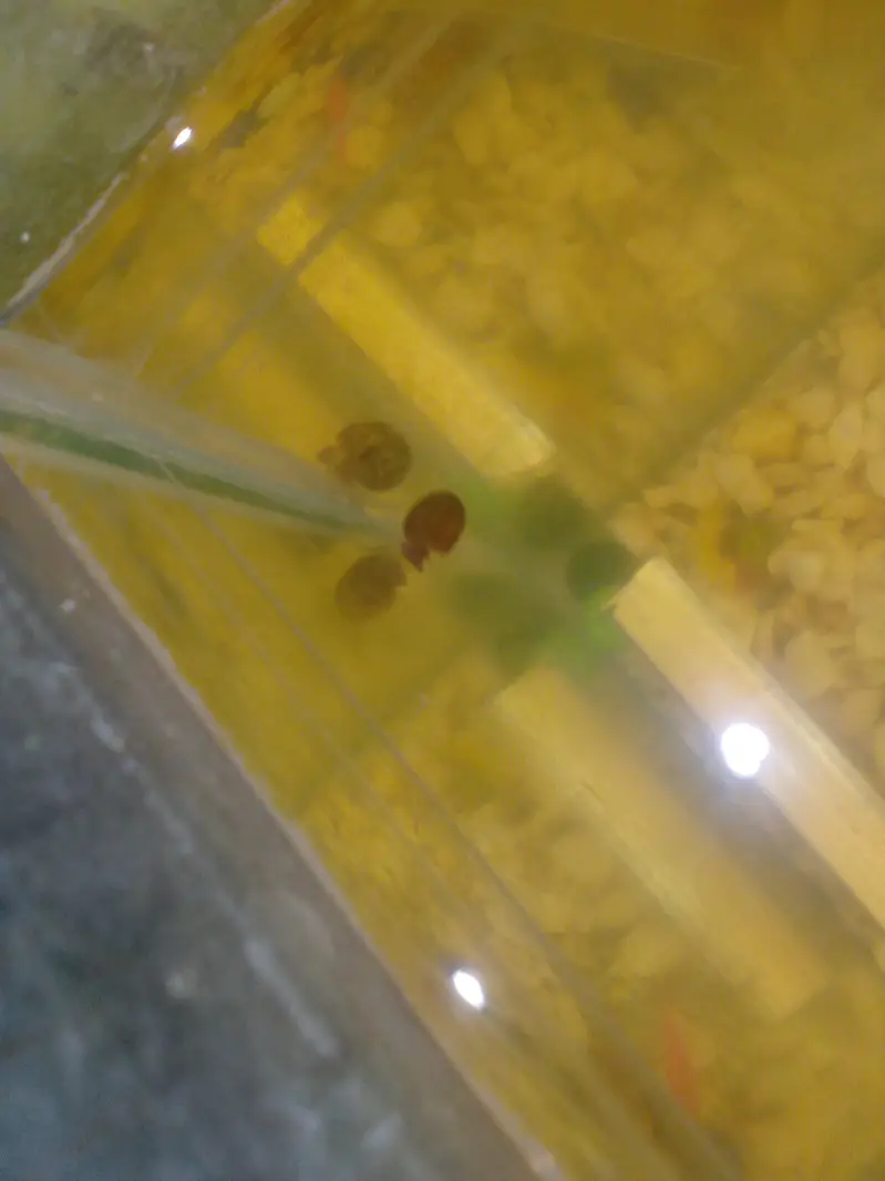 Ramshorn aquarium snail — photo 4