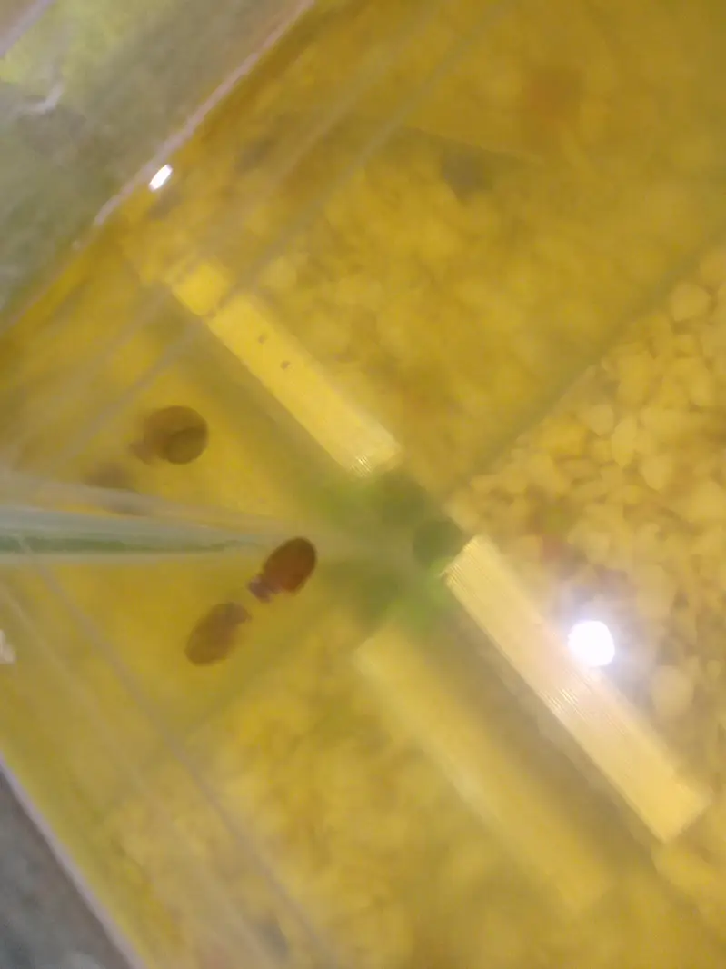 Ramshorn aquarium snail — photo 5