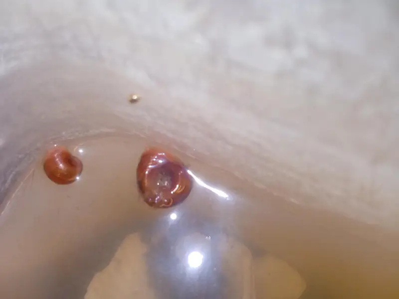 Ramshorn aquarium snail — photo 6