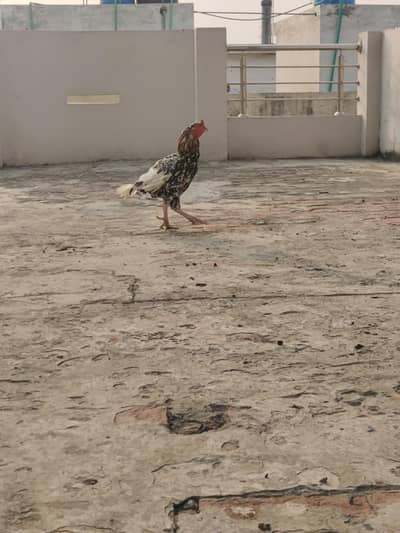 Male and female pair mianwali