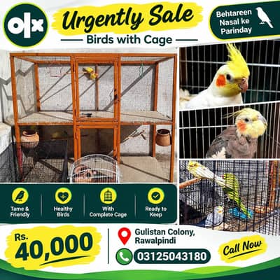 Urgent Sale – Beautiful Birds with Complete Cage | Rs. 40,000