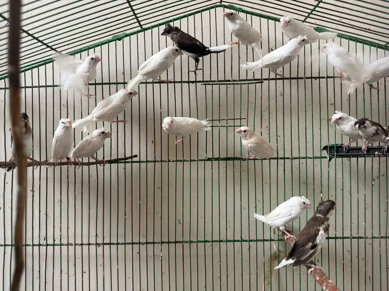 bengalese finch — photo 2