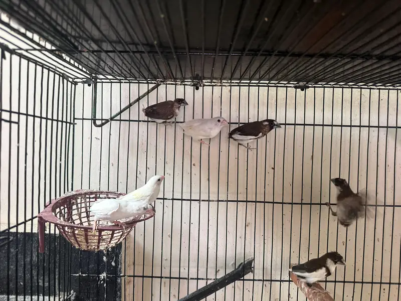 bengalese finch — photo 10