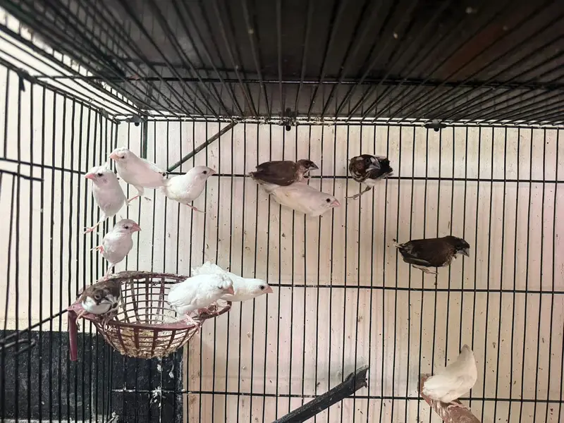 bengalese finch — photo 11