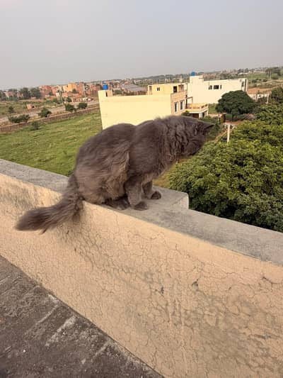 persian male cat for sale