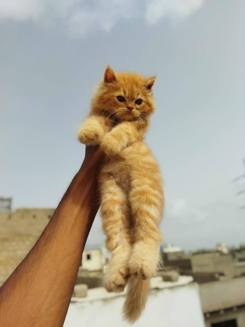 kitten 0