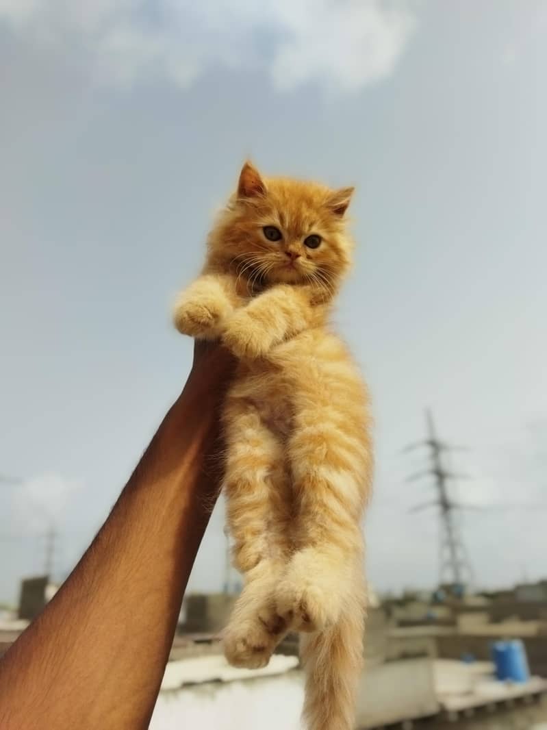 kitten 1
