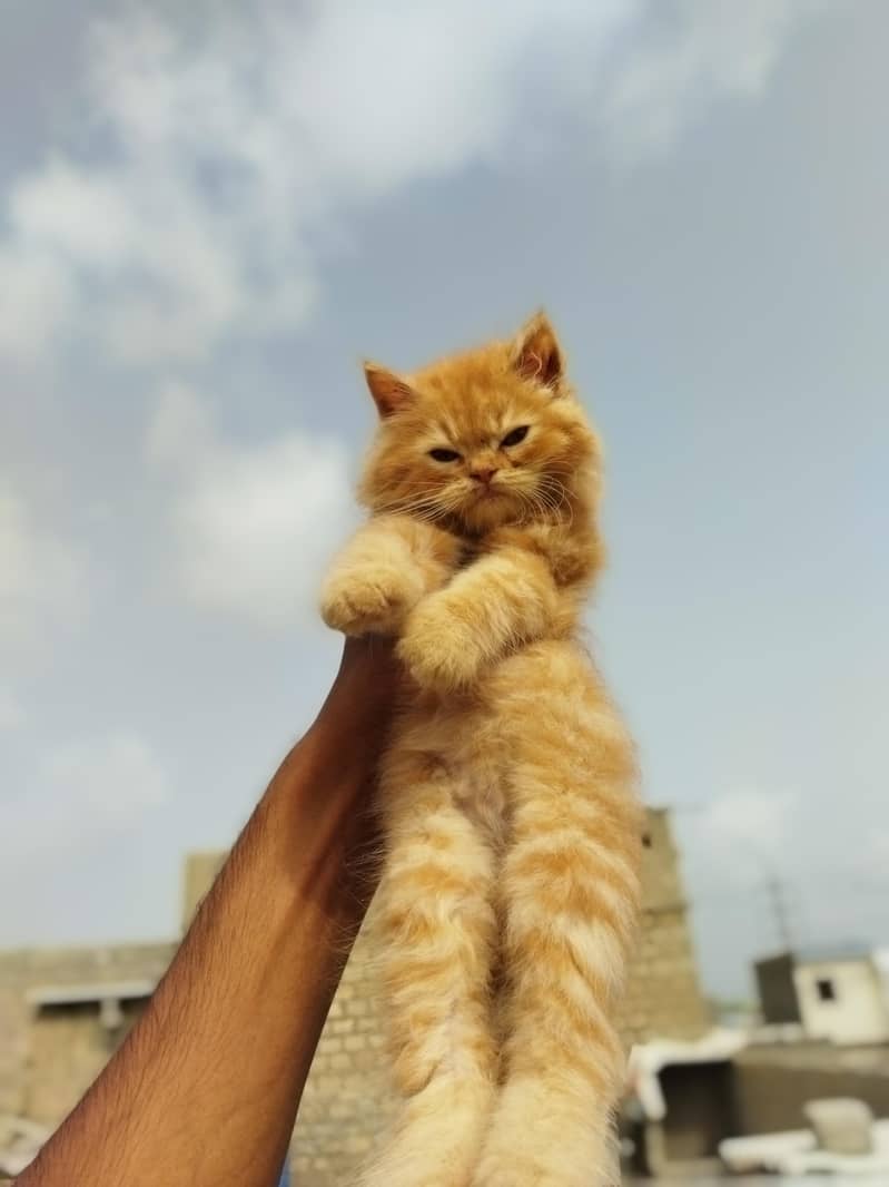kitten 2