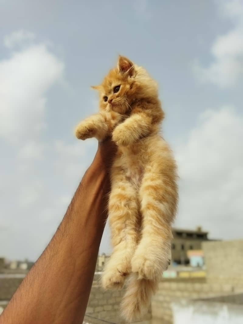 kitten 3