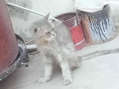 kaloo