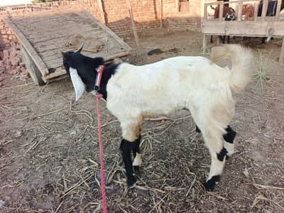 qurbani ky bakry for sell monsib pric