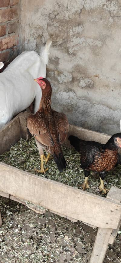 6 Aseel Hens 1 male Fully Healthy Fresh Home breed total 6
