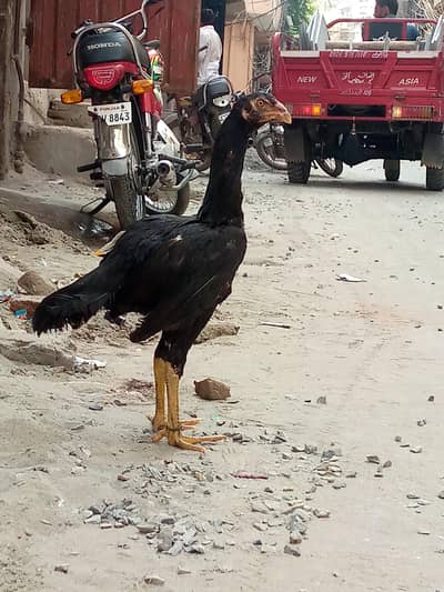 SHAMO Long highted chick