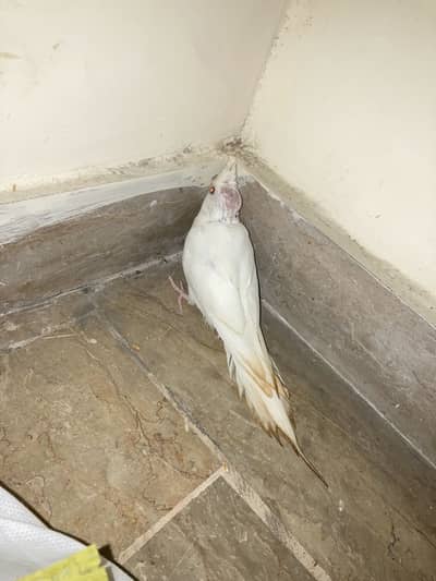 cocktail chick