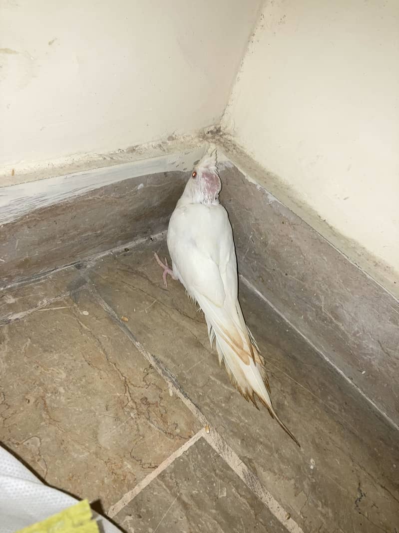 cocktail chick 0