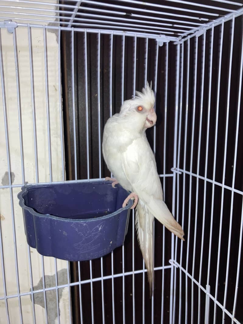 cocktail chick 1