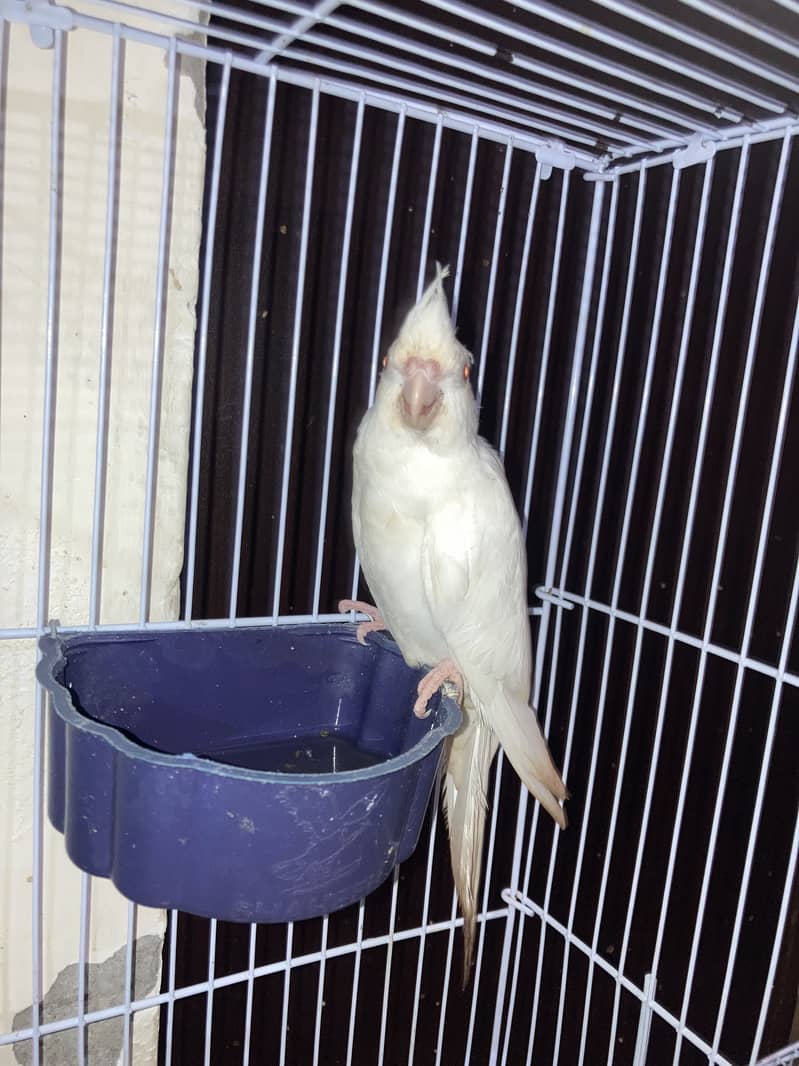 cocktail chick 2
