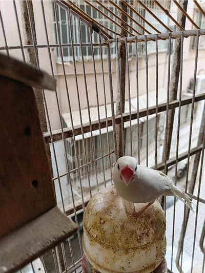 JAVA FINCH PAIR