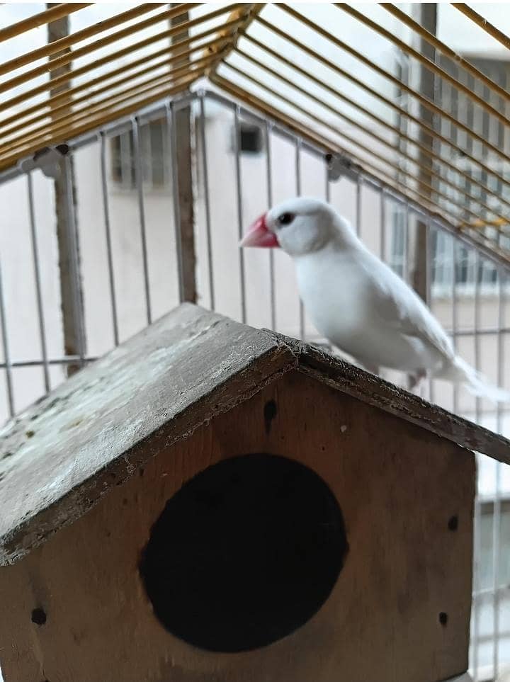 JAVA FINCH PAIR 1