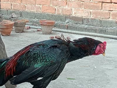 Aseel Pakistani and Shamu Cross