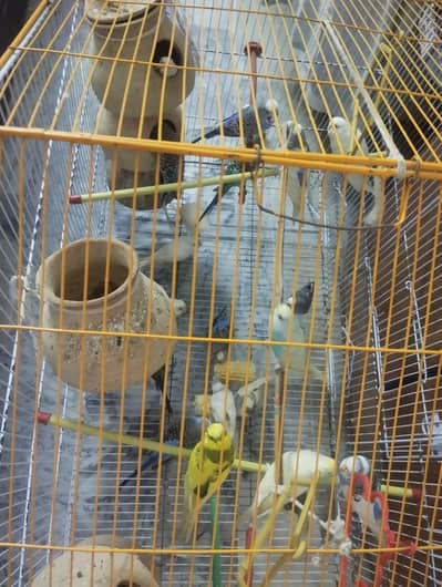 Australia parrots
